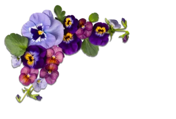 Fototapeten Stiefmütterchen Colorful pansy flowers arranged in corner flat lay on transparent background. Decorative floral element with copy space for cards, invitations, and branding   © Yevhenii Khil