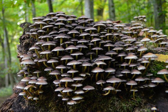 Wild mushrooms in autumn in a German forest