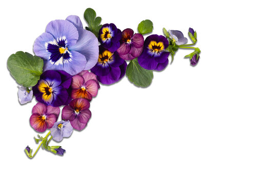 Colorful pansy flowers arranged in corner flat lay on transparent background. Decorative floral element with copy space for cards, invitations, and branding	