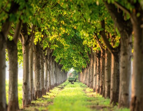 Symmetrical Tree Lined Pathway with Green Foliage.