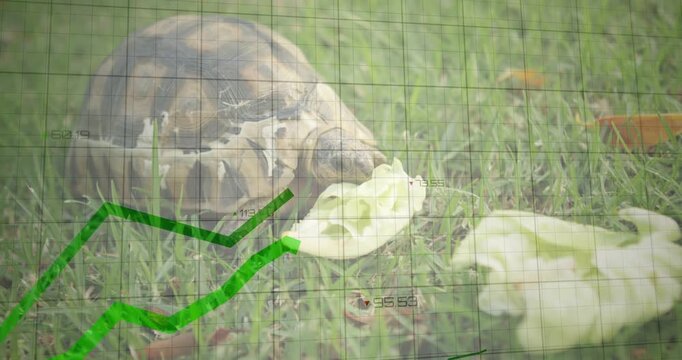 Tortoise seeing lettuce reaching and biting for food as green graphs rising with no effect science