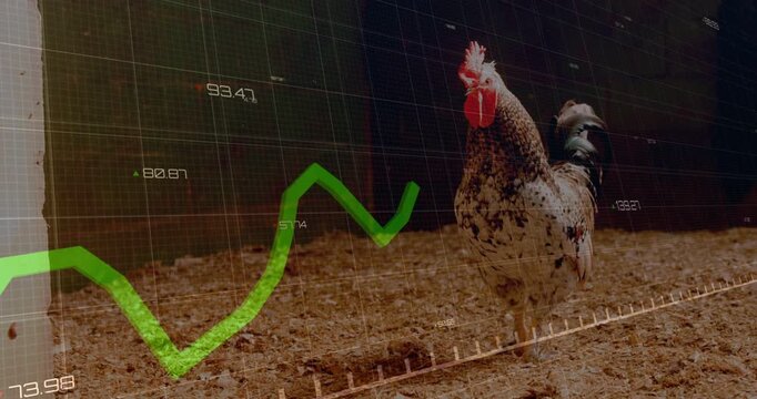 Speckled rooster standing in coop green dot starting left growing data graph passing near legs