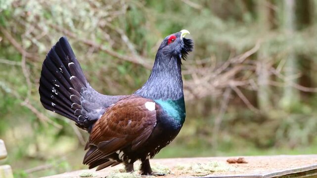 Western capercaillie in a forest in the Steiermark region of Austria