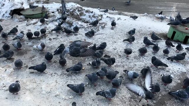 Flock of pigeons eating switchgrass in the urban park in cold winter outdoors