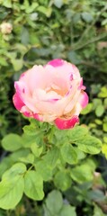 Fototapeta premium Close-up of a pink rose growing in a garden