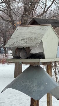 &eacute;cureuil dans une mangeoire d'oiseau, Qu&eacute;bec, Canada	
