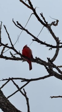Un Cardinal rouge sur une branche en hiver, Qu&eacute;bec, Canada