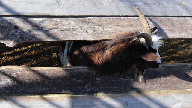 A goat with its horns stuck in a wooden fence, possibly trying to get free