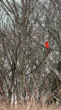 Un Cardinal rouge sur une branche en hiver, Qu&eacute;bec, Canada	
