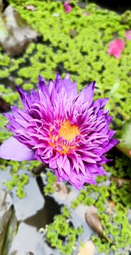 Daliya is an exceptionally beautiful flower