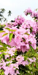 Naklejka premium Close-up of light pink bougainvillea flowers 