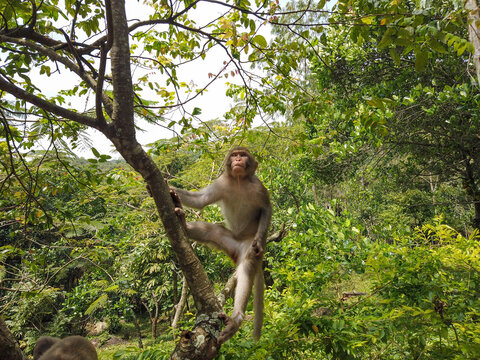 Long-tailed macaque monkey sitting in a tree and looking upward