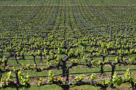Vineyards in Alentejo, Portugal