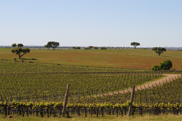 Vineyards in Alentejo, Portugal © Mário Filipe