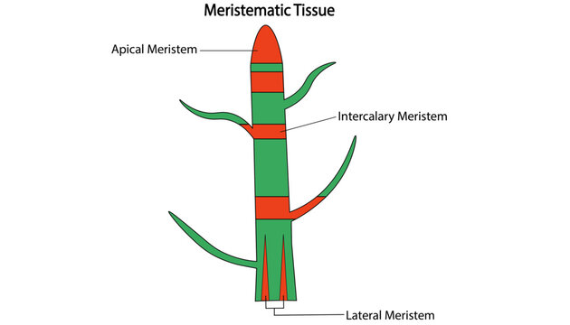 Meristematic Tissue Diagram Showing Apical, Intercalary and Lateral Meristems in Plants
