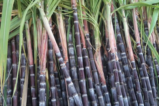 harvested sugar cane in the farm