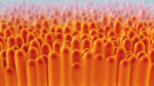 Intestinal Villi Close Up Digestive System