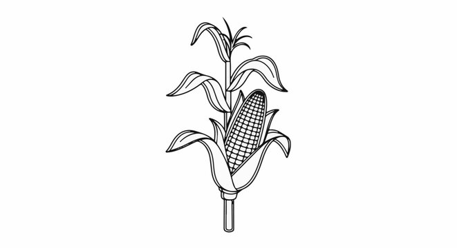 Simple line drawing of a stalk of corn with leaves and a single cob