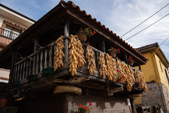 Traditional wooden granary horreo with bunches of dried corn hanging on the balcony, Asturias, Spain
