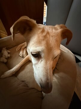 Oreilles de chien
