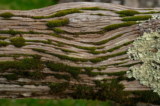 Full frame texture of ancient weathered wood with green moss and lichen patterns
