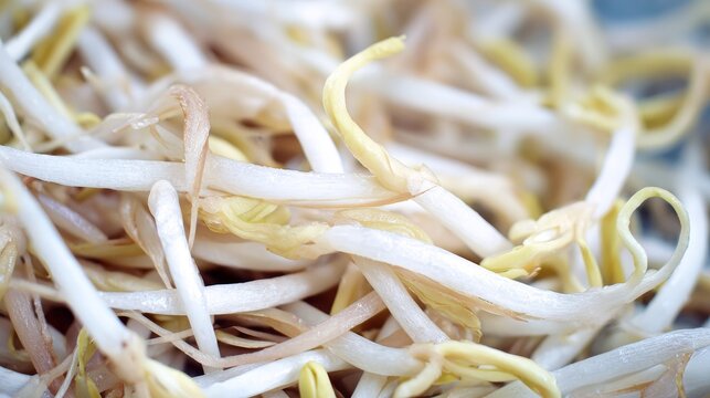 White bean sprouts arranged on table, fresh vegetable food healthy organic nutrition, clean minimal dining setup, natural ingredient, vegetarian cooking concept and simple kitchen presentation