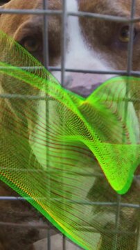 Vertical video: Cam pulling back, dog nudging wire cage, green overlay showing face for adoption