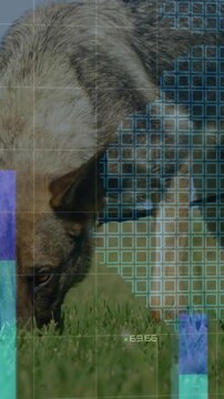 Dog sniffing turf, HUD overlay appearing and tracking dog, analyzing environmental data with charts