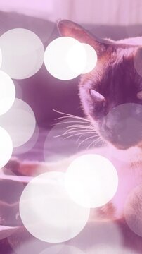 Vertical video: Pink bokeh rising, causing cat blinking, shifting, moving paws, settling by curtain