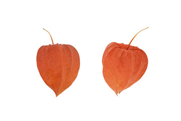 Chinese lantern plant isolated on white background. Physalis isolated on white background. © Aleksei