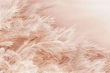 Fototapeta premium Soft pink feathers arranged on a light background creating a delicate and textured look