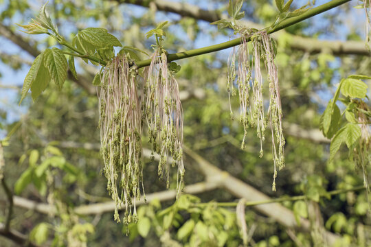 close up of small branch, male flowers and new leaves of negundo maple or box elder