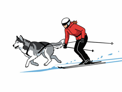 Siberian Husky pulling woman skier in skijoring sport
