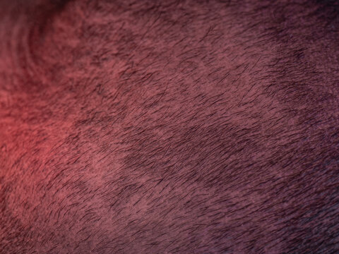 Close-up of an aardvark's pinkish skin and hair detail.