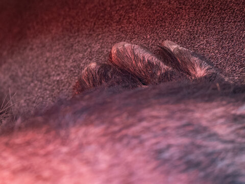 Close-up of an aardvark's front paw with claws.