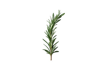Fototapeta premium Fresh rosemary sprig with green leaves, an aromatic culinary herb, isolated on a transparent background
