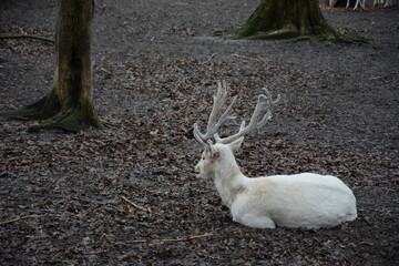 Jeleń biały z rogami  © Marek