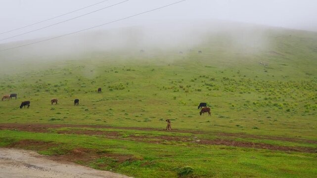 Shepherd tending herd on foggy hillside, dispersed cattle grazing across wide green slope with low clouds, panoramic rural scene showing traditional pasture management and quiet early