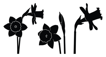 Delicate daffodil blooms presented in a striking black silhouette © MALA