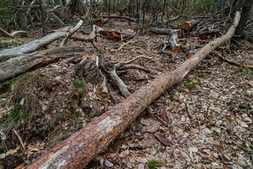 Fototapeta premium Totholz im Wald