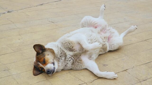 Dog resting on cracked concrete floor, heavycoated brownwhite dog lies motionless with ear flick and halfopen eyes, subtle breathing visible, morning sunlight highlights rough tiles, quiet