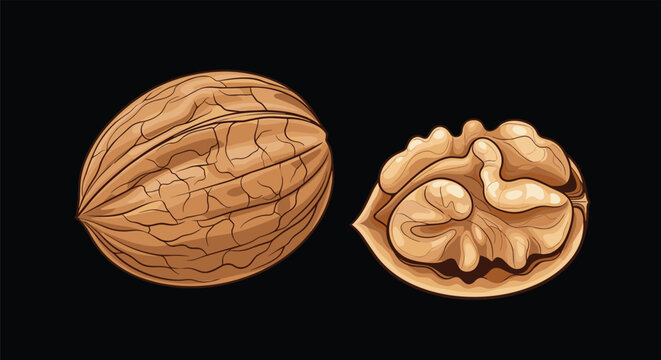 Detailed illustration of a whole walnut and a half walnut with the kernel visible inside the shell set against a solid black background.