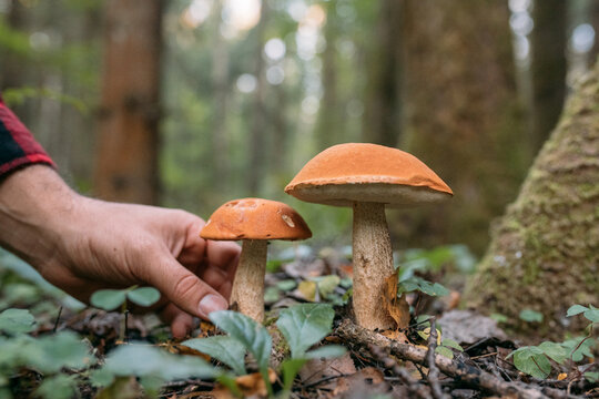Edible, valuable mushrooms in the forest. Close-up.