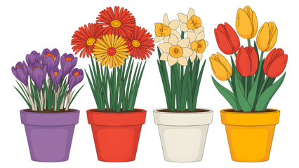 Fototapeta premium Colorful Potted Flowers on White Background