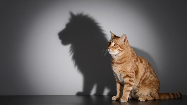 Ginger Tabby Cat Casting Large Lion Shadow For Self Confidence Concept