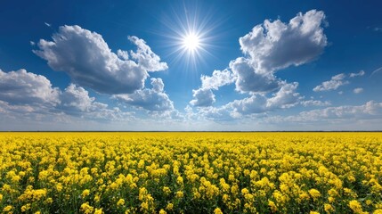 Obraz premium Vibrant Yellow Flower Field Under Bright Sunlight and Dramatic Clouds in Clear Blue Sky