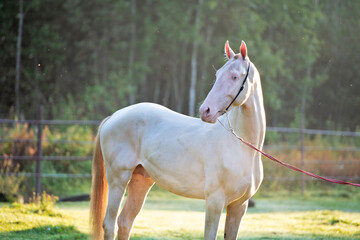 Fototapeta premium portrait of beautiful young creamello purebred akhalteke stallion posing against early morning sun light