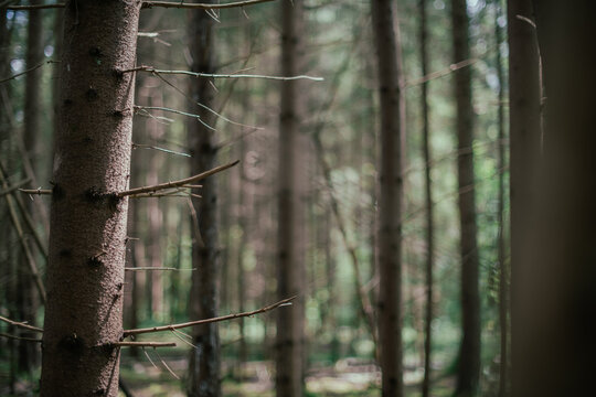Forest landscape, pine forest on a sunny day.