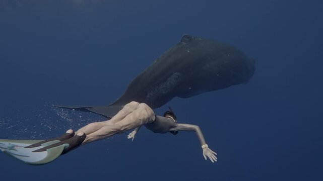 Close-up man dive with sperm whale swimming deep. Unique underwater video friendship, safe contact of man and sperm whale. Responsible whale watching safari tour travel. Wildlife marine mammal animals