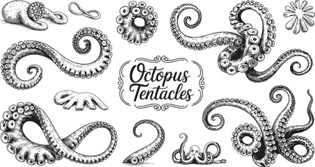 Detailed Ink Sketch of Octopus Tentacles and Suction Cups, Hand Drawn Marine Illustration Isolated on White Background for Tattoo Design, Ocean Art, and Scientific Study © YET FAR 